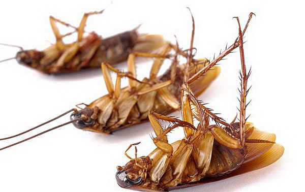 Уничтожение тараканов 100%