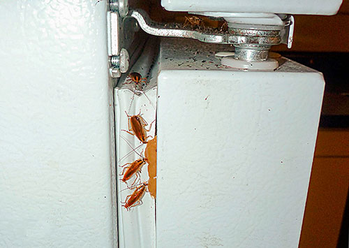 Тараканы в холодильнике