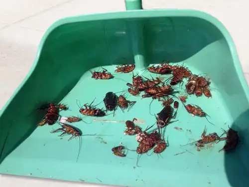 Тараканы в микроволновке что делать, как избавиться