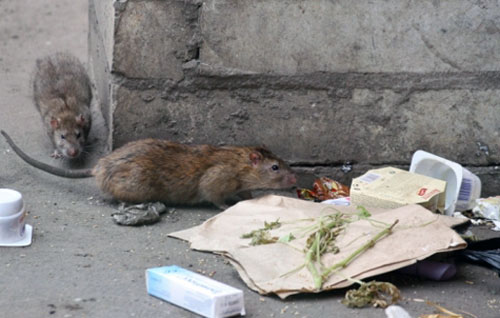 Уничтожение крыс и мышей. Дератизация в СПб
