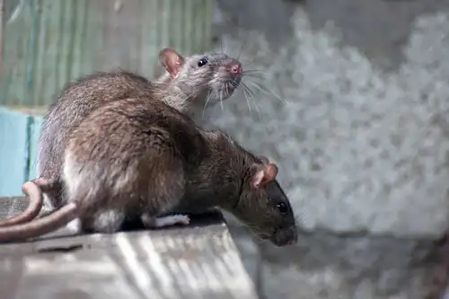 Уничтожение крыс в СПб. Специализированная СЭС служба уничтожения крыс