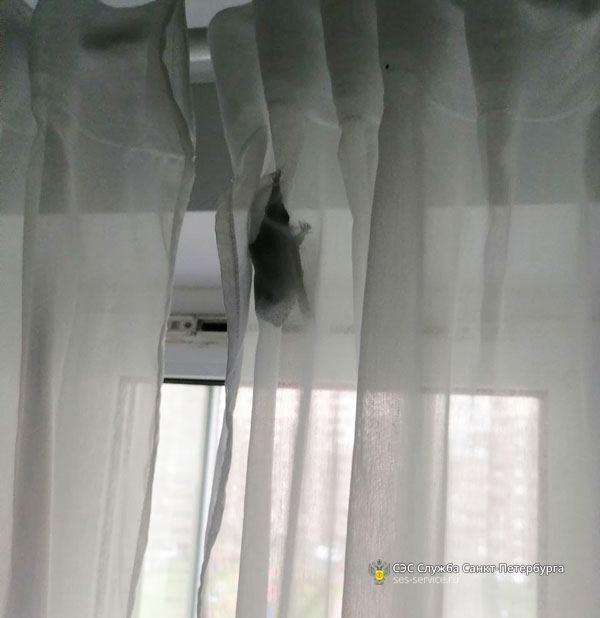 Летучая мышь залетела в квартиру