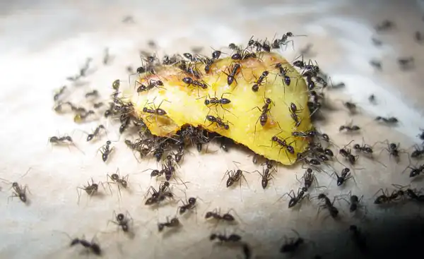 Чем опасны муравьи дома и как от них избавиться