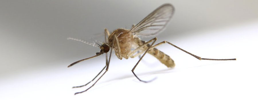 Уничтожение комаров на участке в СПб и Ленобласти