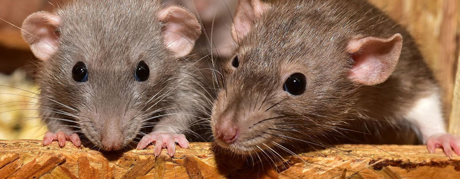 Уничтожение крыс и мышей в СПб