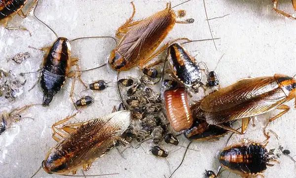 Уничтожение тараканов в СПб